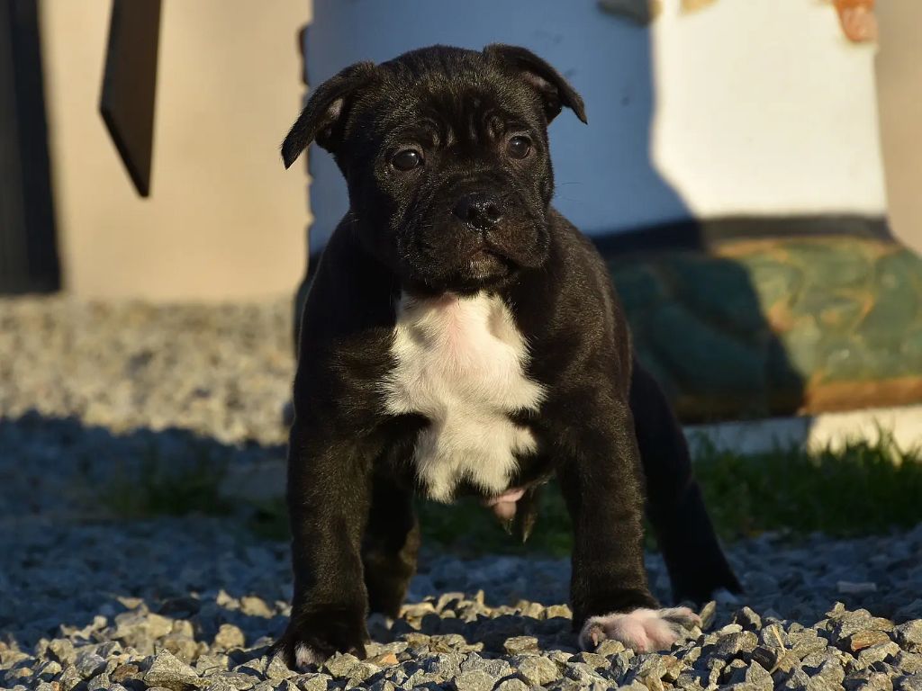 Blue Warrior - Chiot disponible  - Staffordshire Bull Terrier