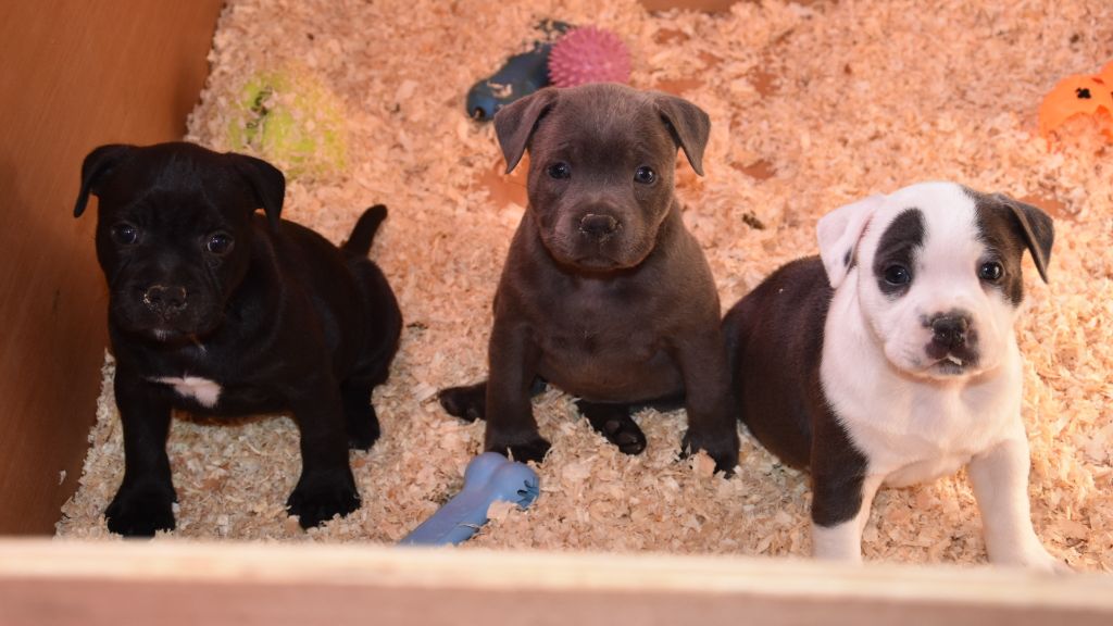 Blue Warrior - Staffordshire Bull Terrier - Portée née le 08/01/2019